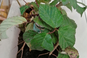 palicnjaki4